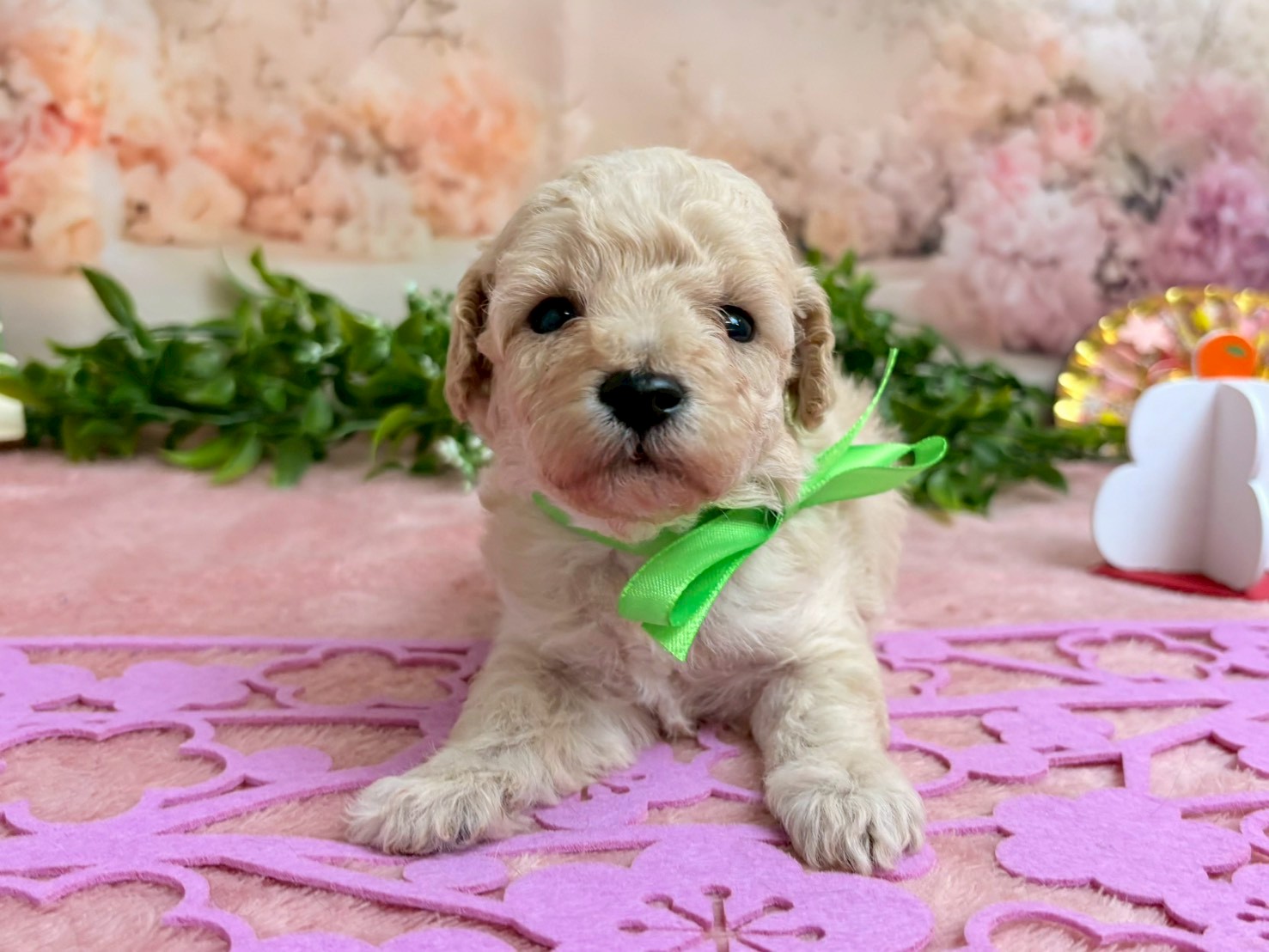 赤ちゃん写真2-1