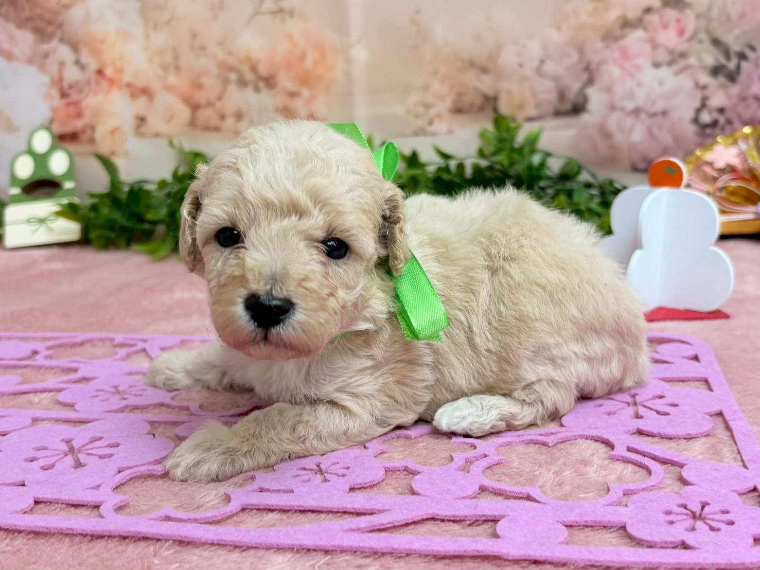 赤ちゃん写真2-2