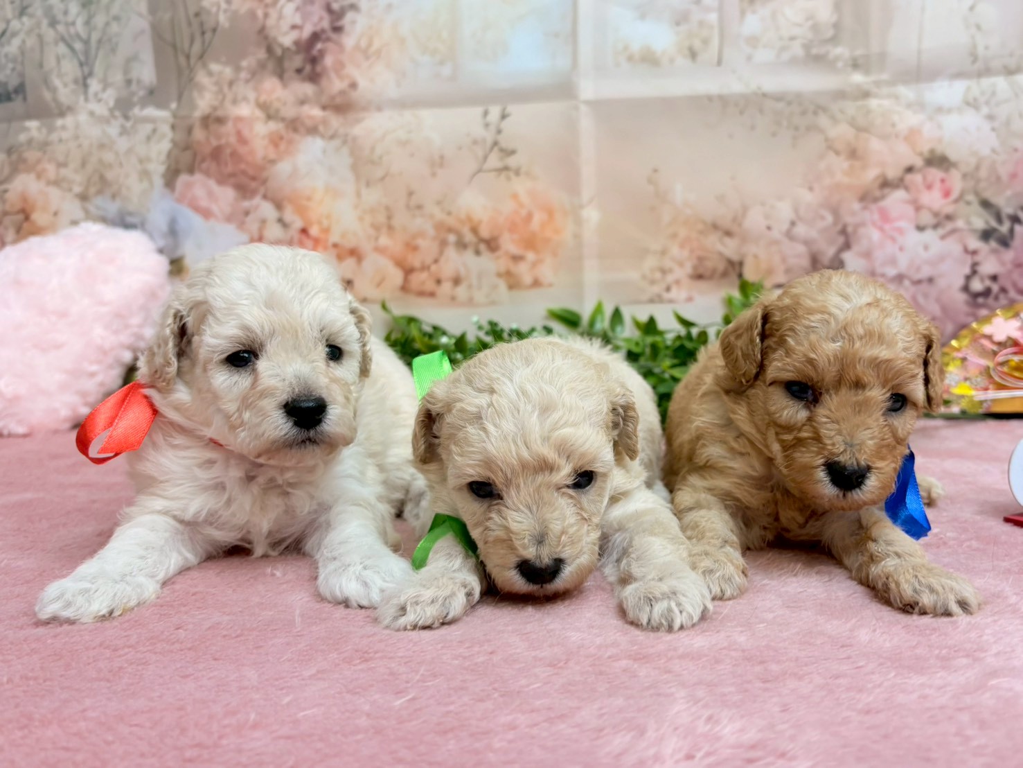 赤ちゃん写真2-3