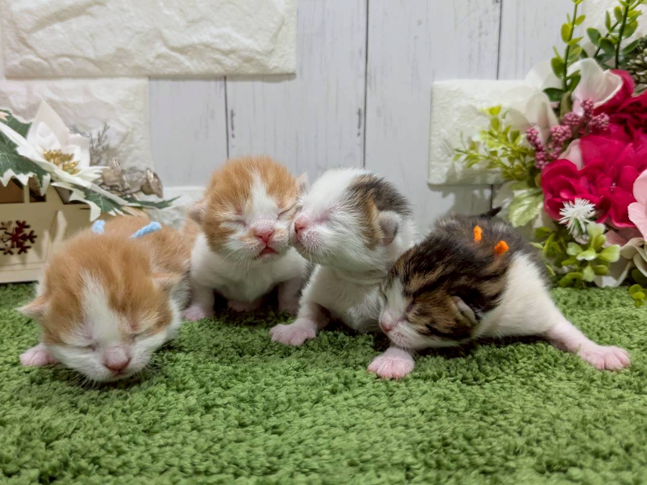 赤ちゃん写真1-3