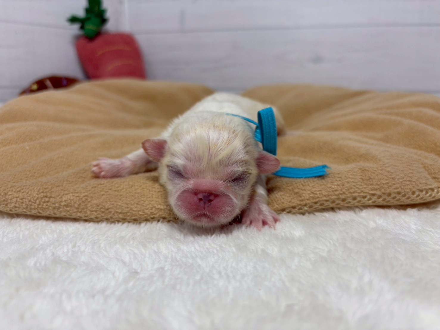 赤ちゃん写真1-1