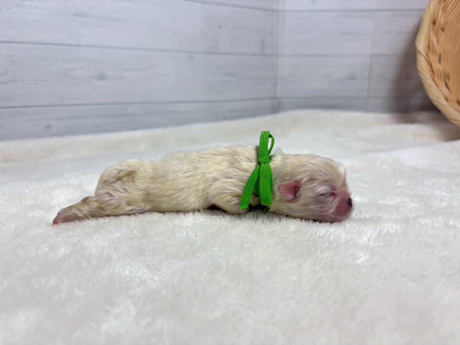 赤ちゃん写真1-2
