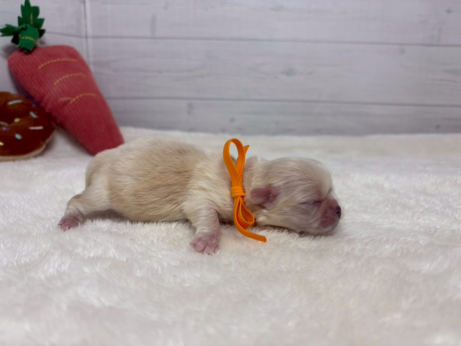 赤ちゃん写真1-2