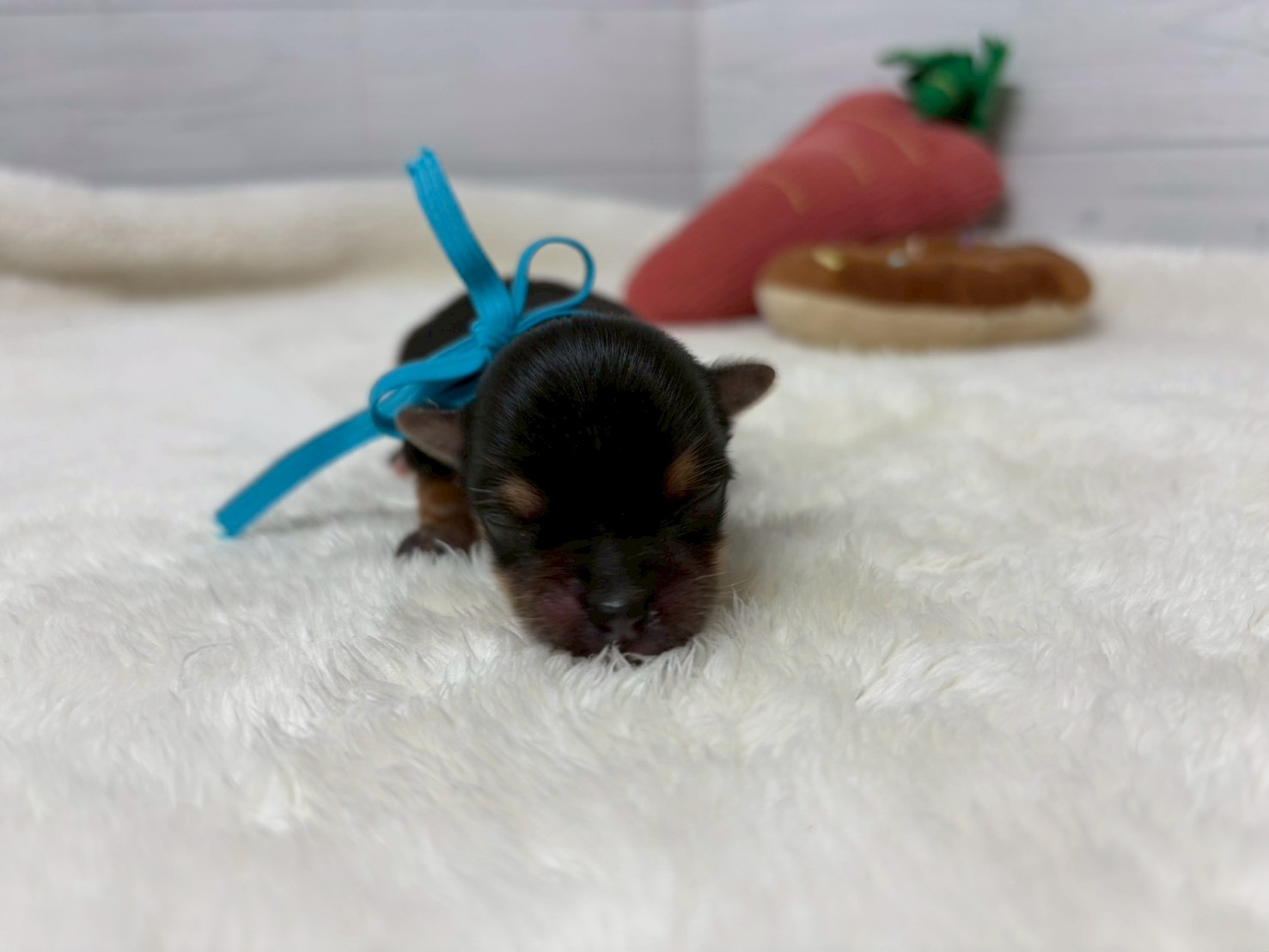 赤ちゃん写真1-1