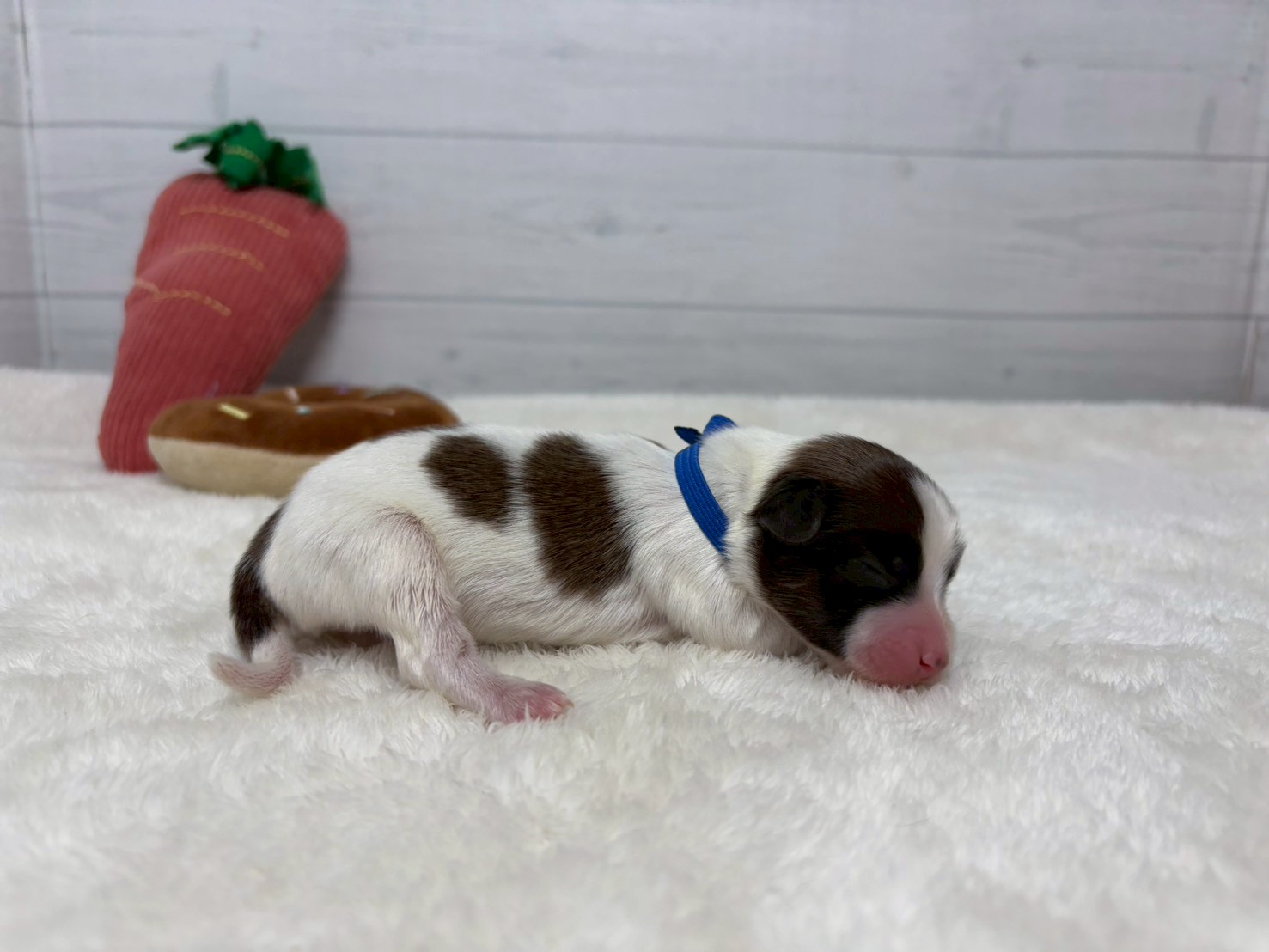 赤ちゃん写真1-2