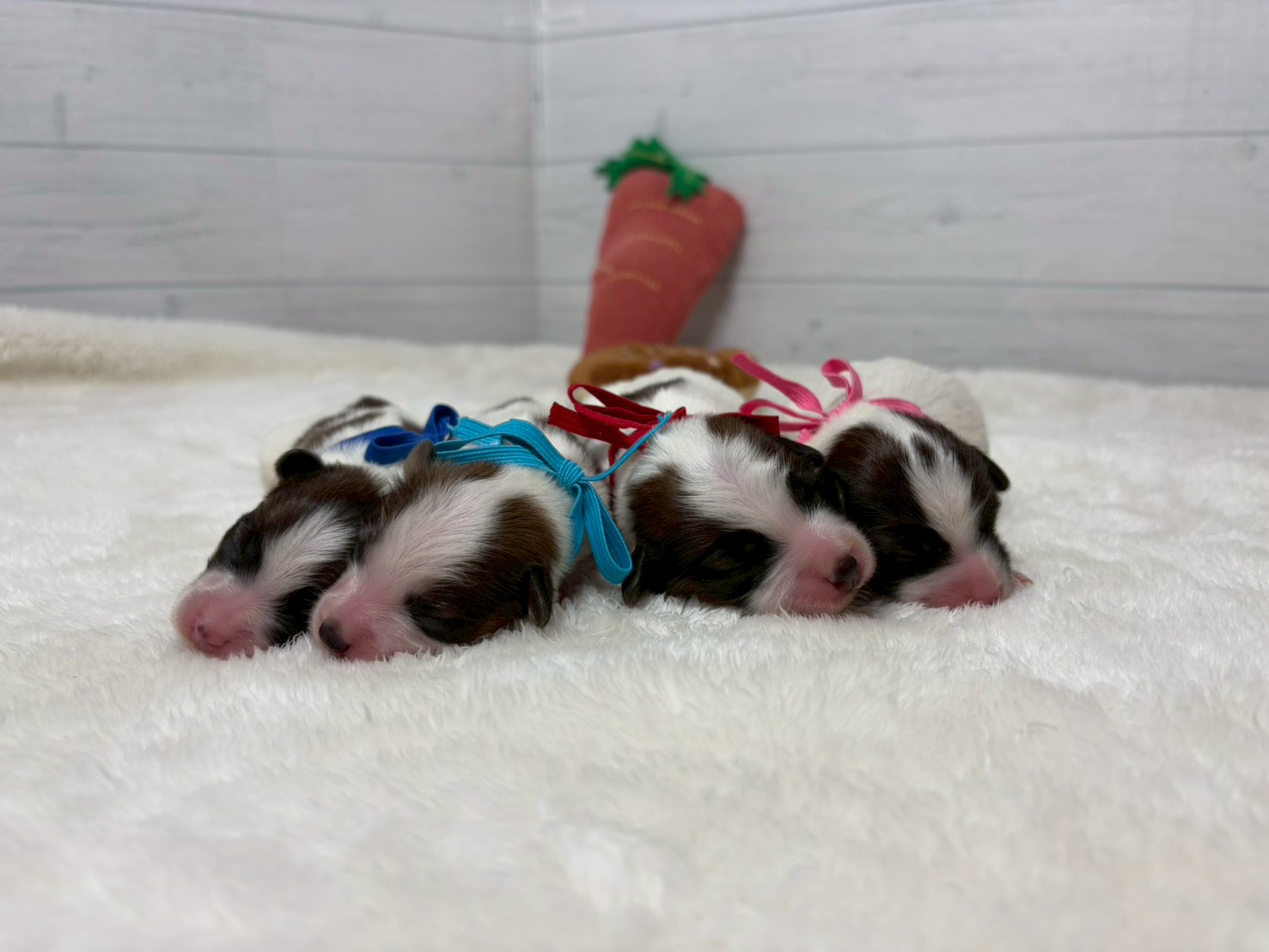 赤ちゃん写真1-3