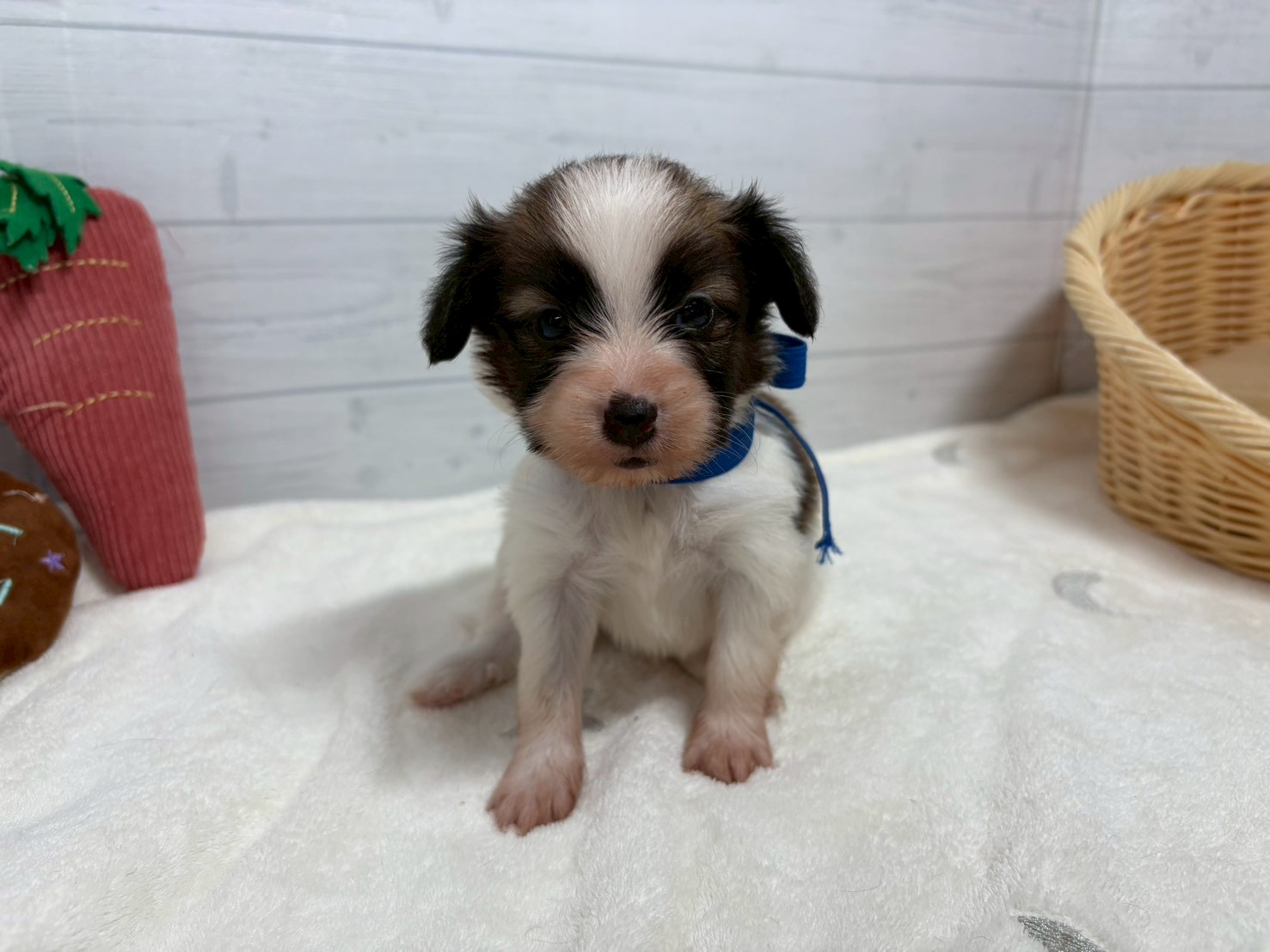 赤ちゃん写真2-1