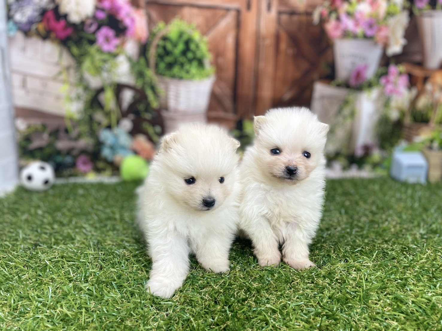 赤ちゃん写真2-3