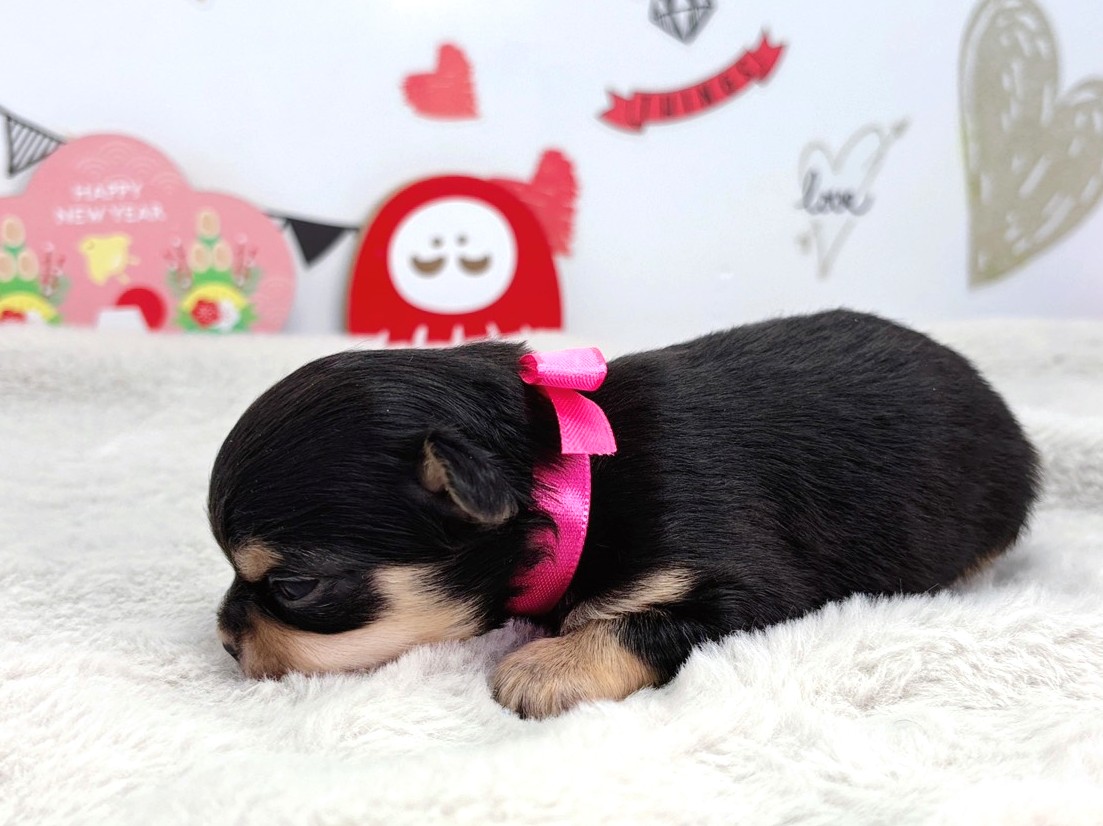 赤ちゃん写真1-2