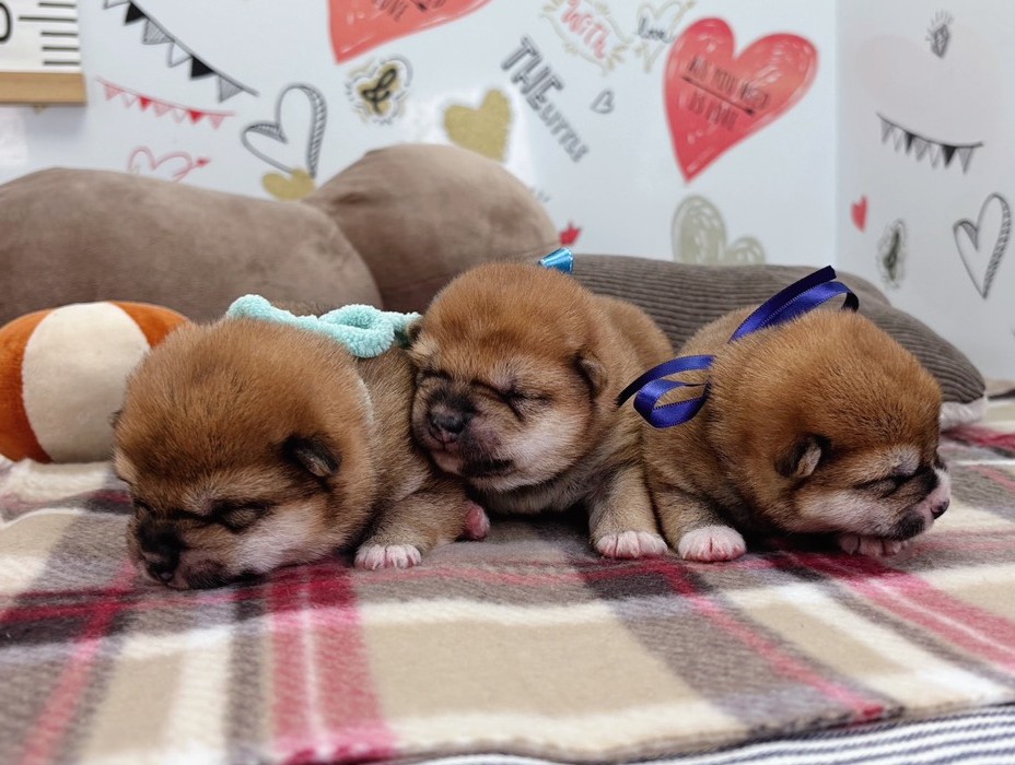 赤ちゃん写真1-3