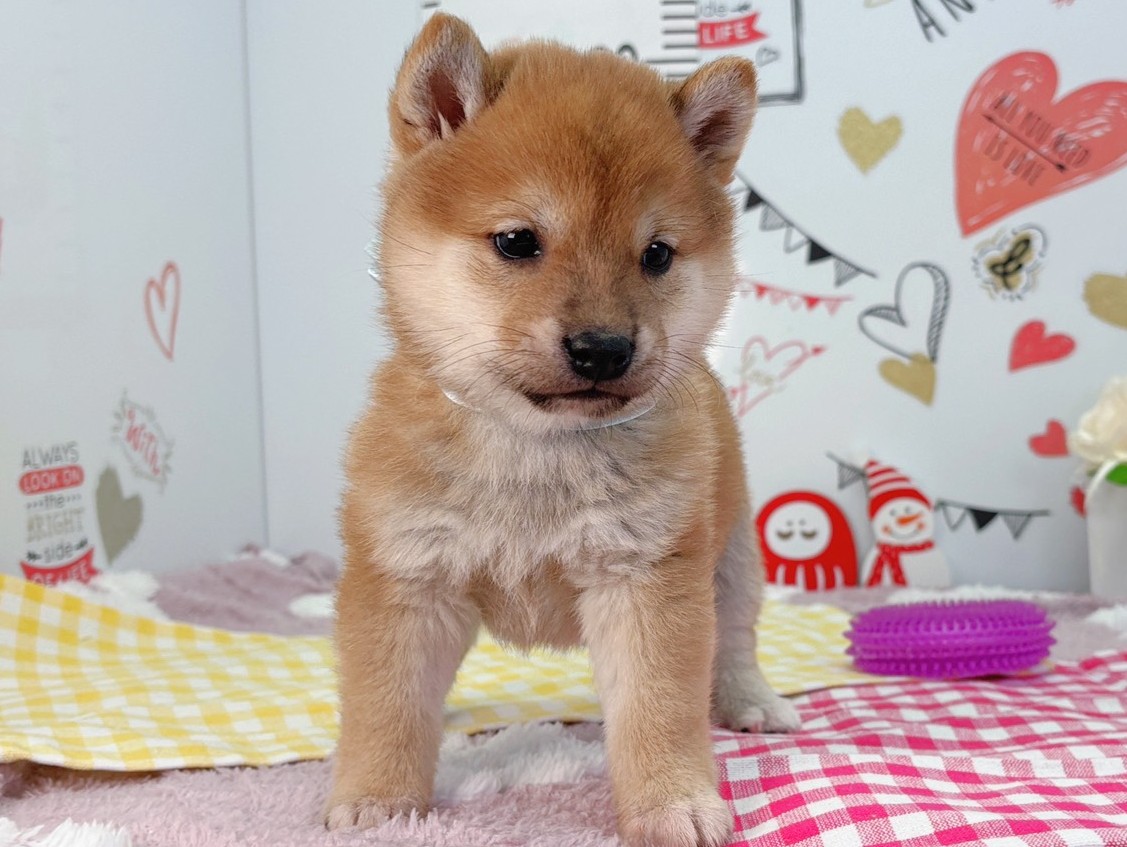 赤ちゃん写真2-1