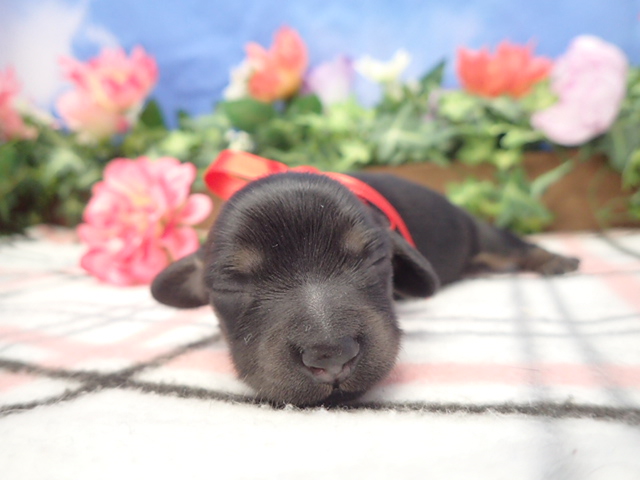 赤ちゃん写真1-1