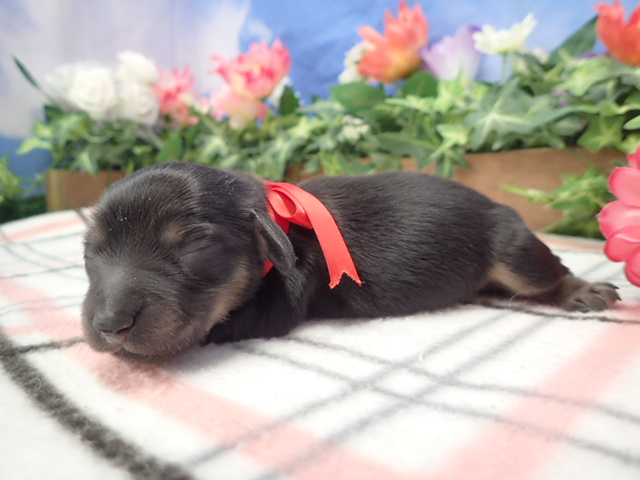 赤ちゃん写真1-2