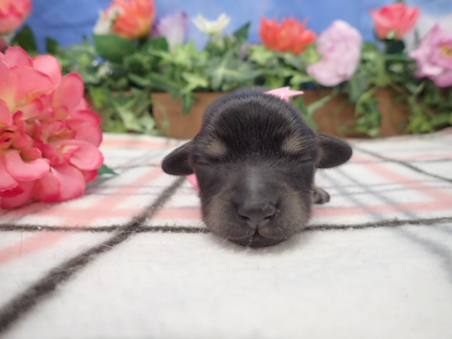 赤ちゃん写真1-1