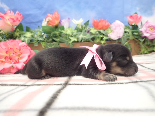 赤ちゃん写真1-2