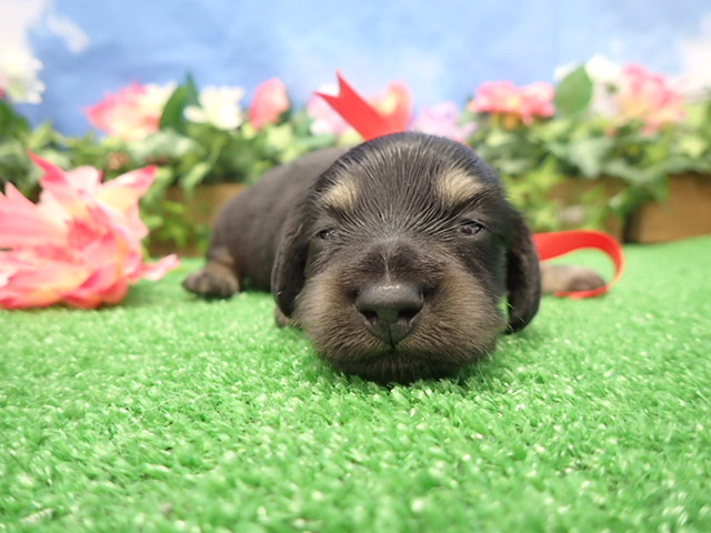 赤ちゃん写真2-1