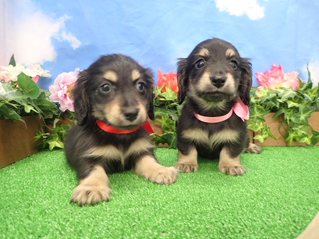 赤ちゃん写真3-3