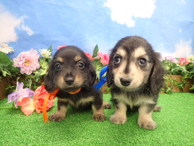 赤ちゃん写真3-3