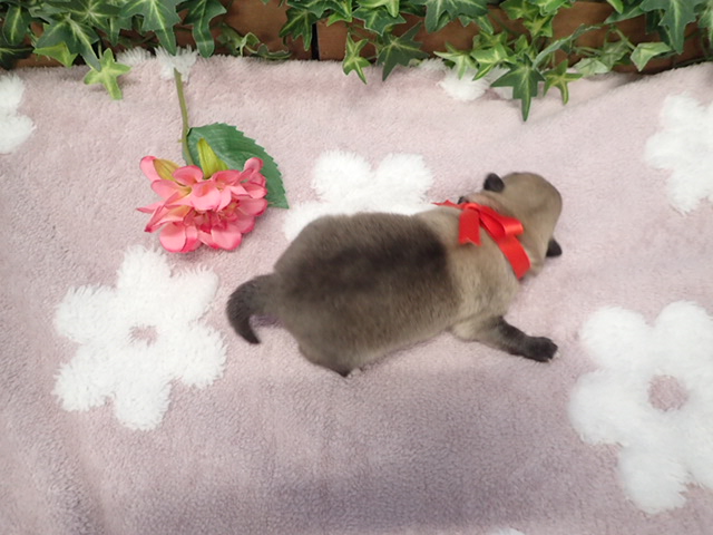 赤ちゃん写真1-3