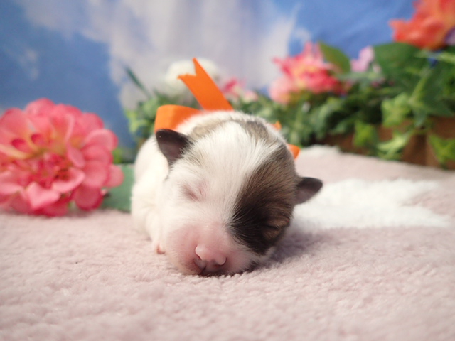 赤ちゃん写真1-1