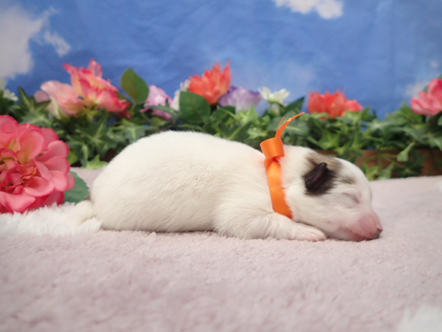 赤ちゃん写真1-2