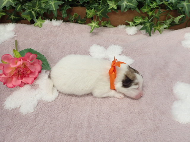 赤ちゃん写真1-3