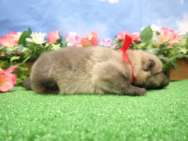 赤ちゃん写真2-2