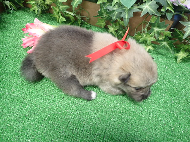 赤ちゃん写真2-3