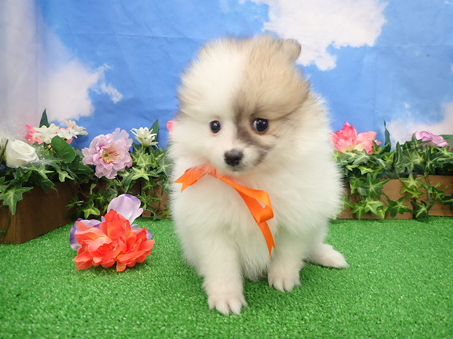 赤ちゃん写真3-1