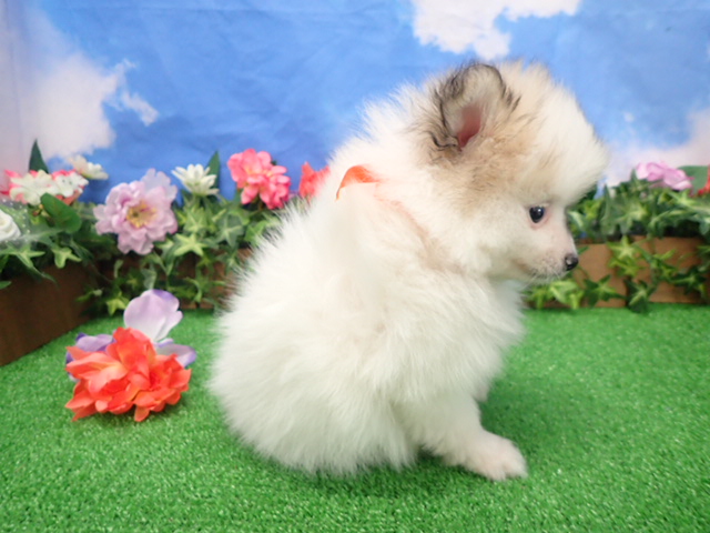 赤ちゃん写真3-2