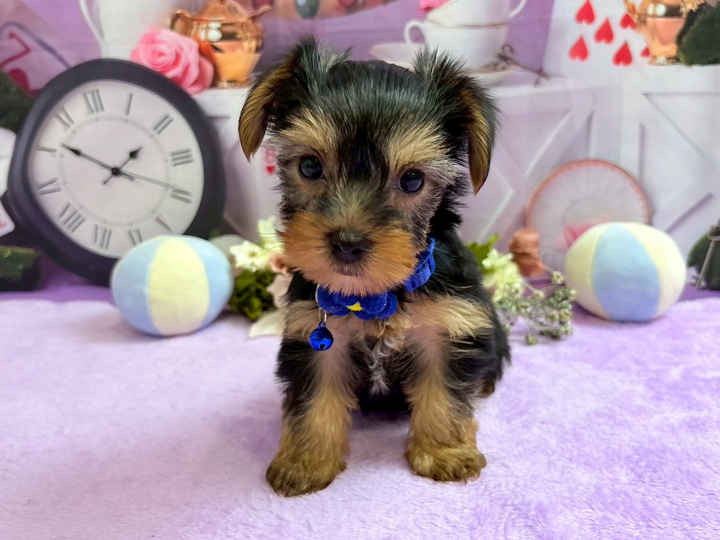 ヨークシャーテリア