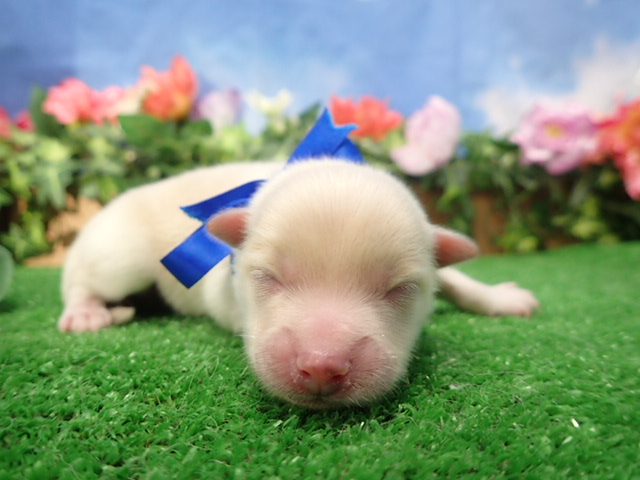 赤ちゃん写真1-1