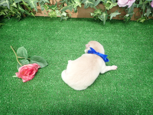 赤ちゃん写真1-3