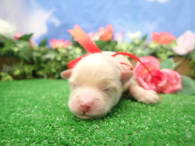 赤ちゃん写真1-1