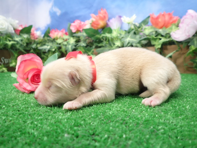 赤ちゃん写真1-2