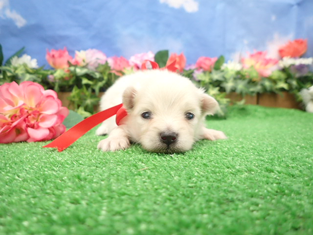 赤ちゃん写真2-1