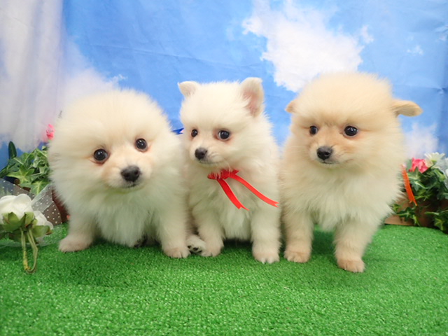 赤ちゃん写真3-3