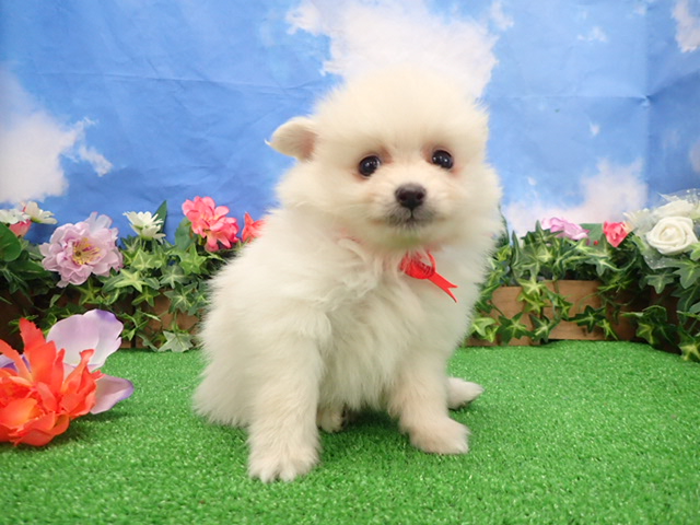 赤ちゃん写真3-1