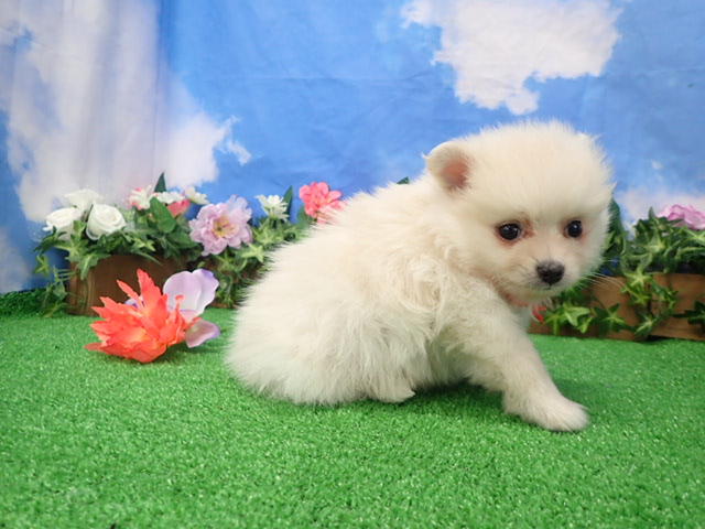 赤ちゃん写真3-2