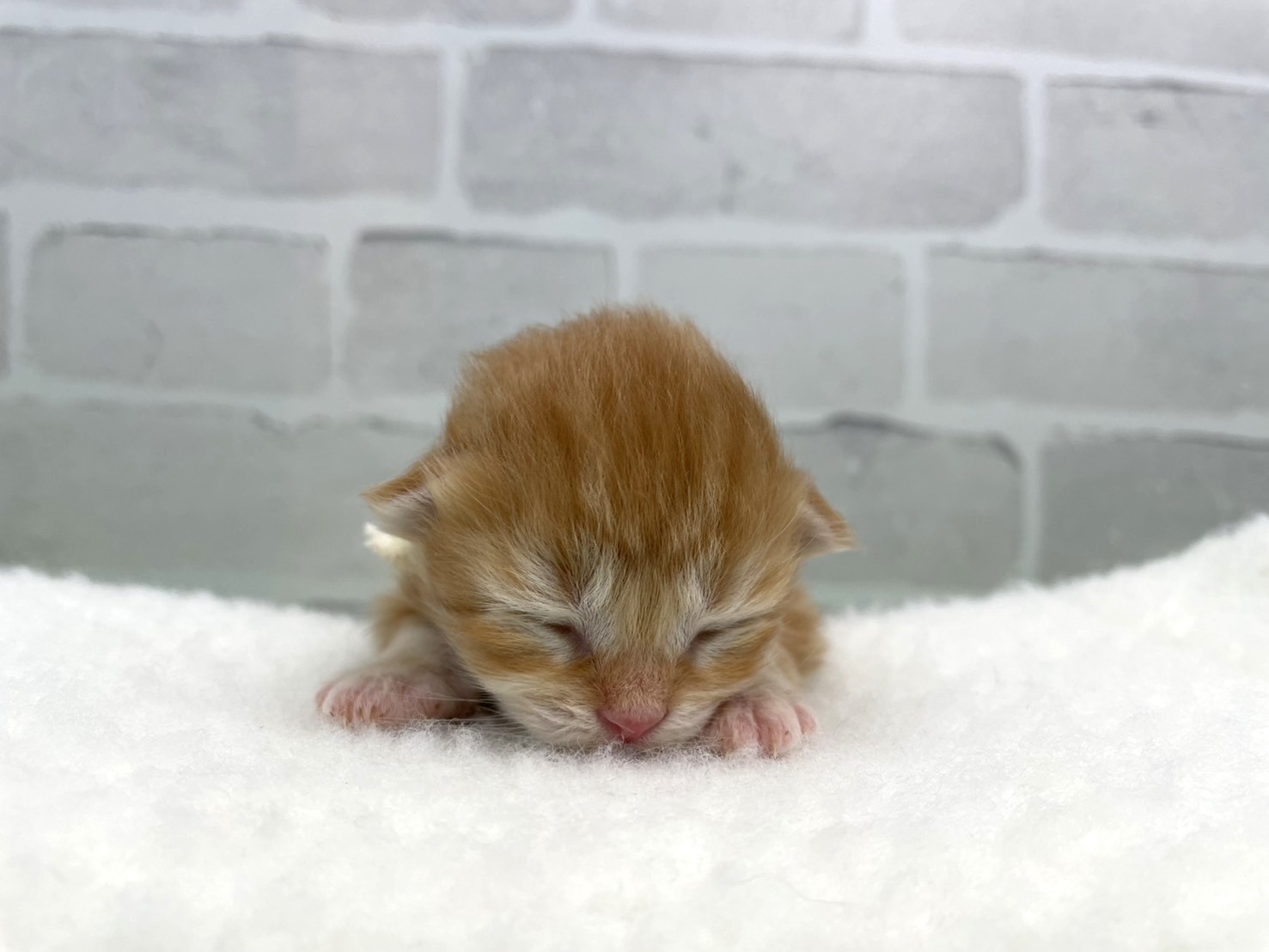 赤ちゃん写真1-1