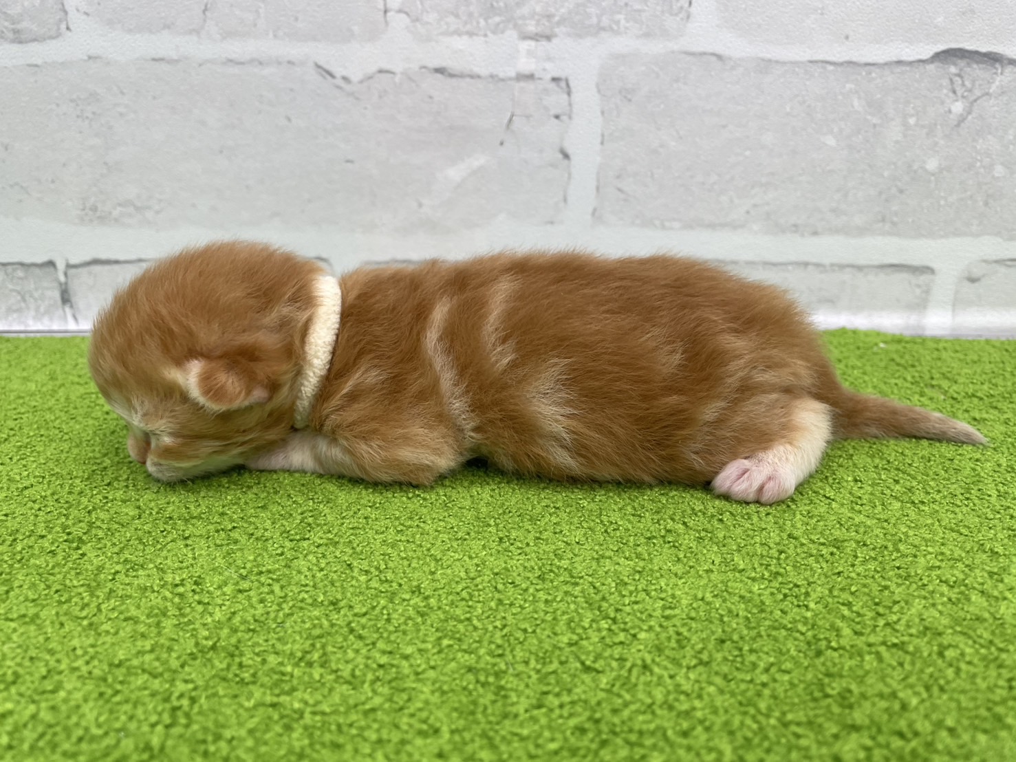 赤ちゃん写真1-2