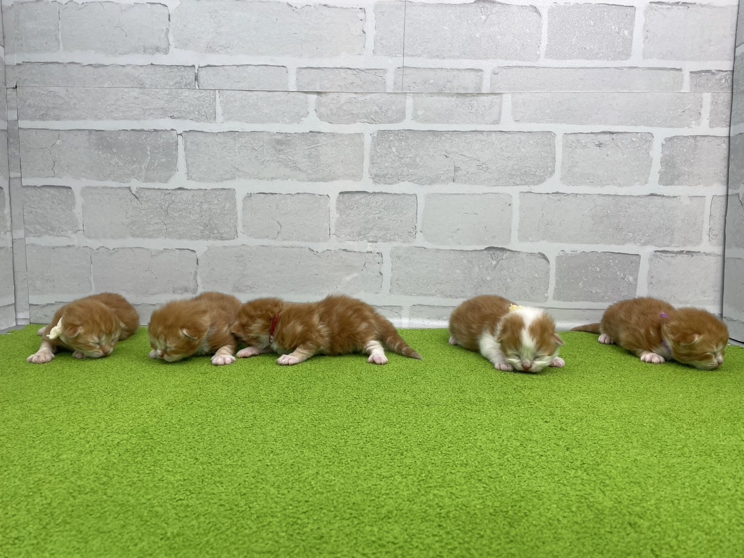 赤ちゃん写真1-3