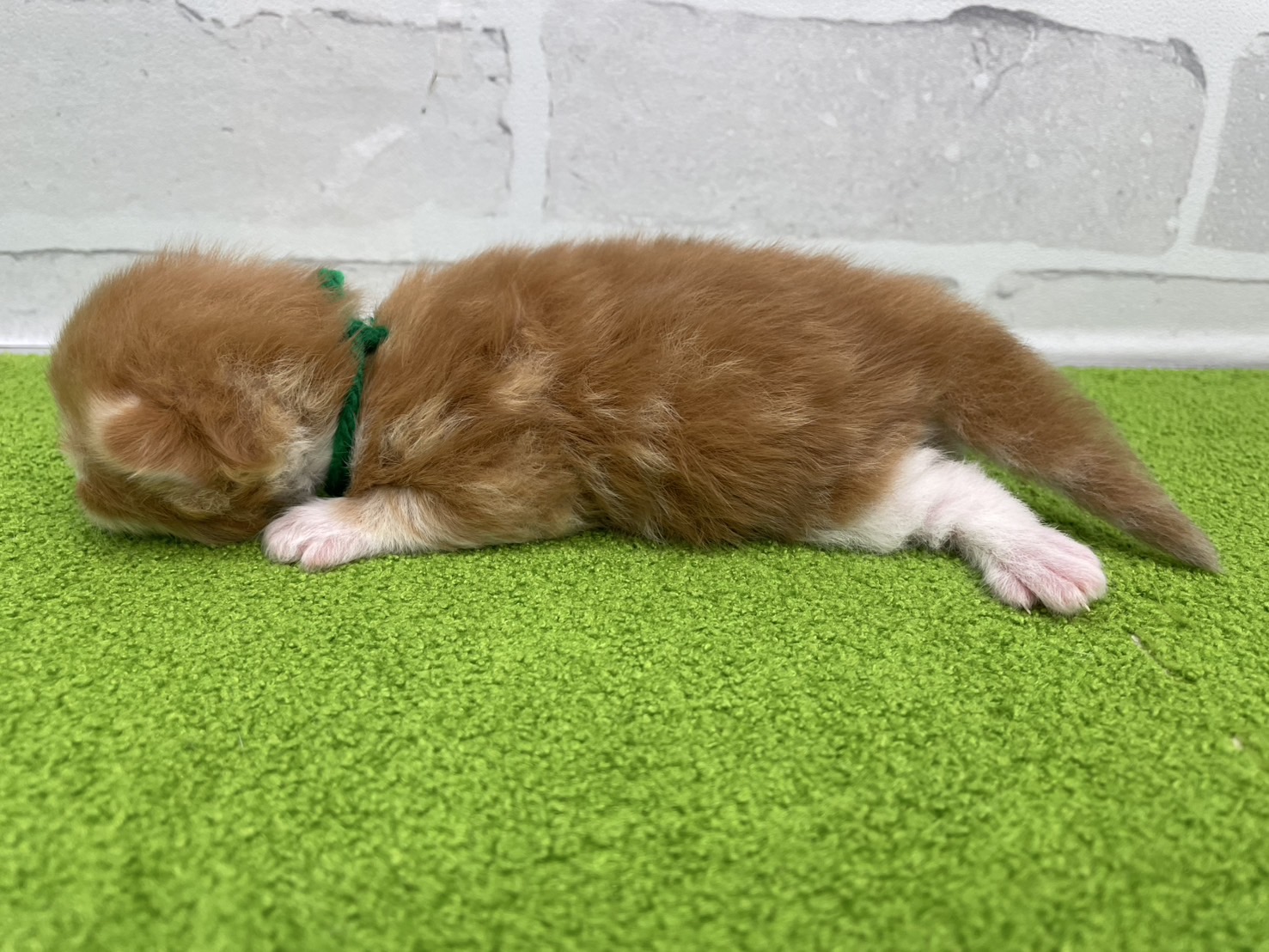 赤ちゃん写真1-2