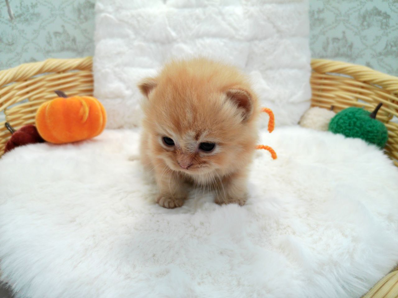 赤ちゃん写真1-1