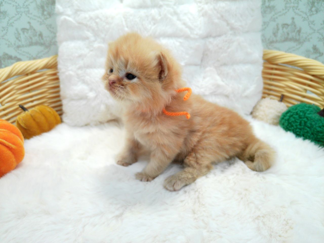 赤ちゃん写真1-2