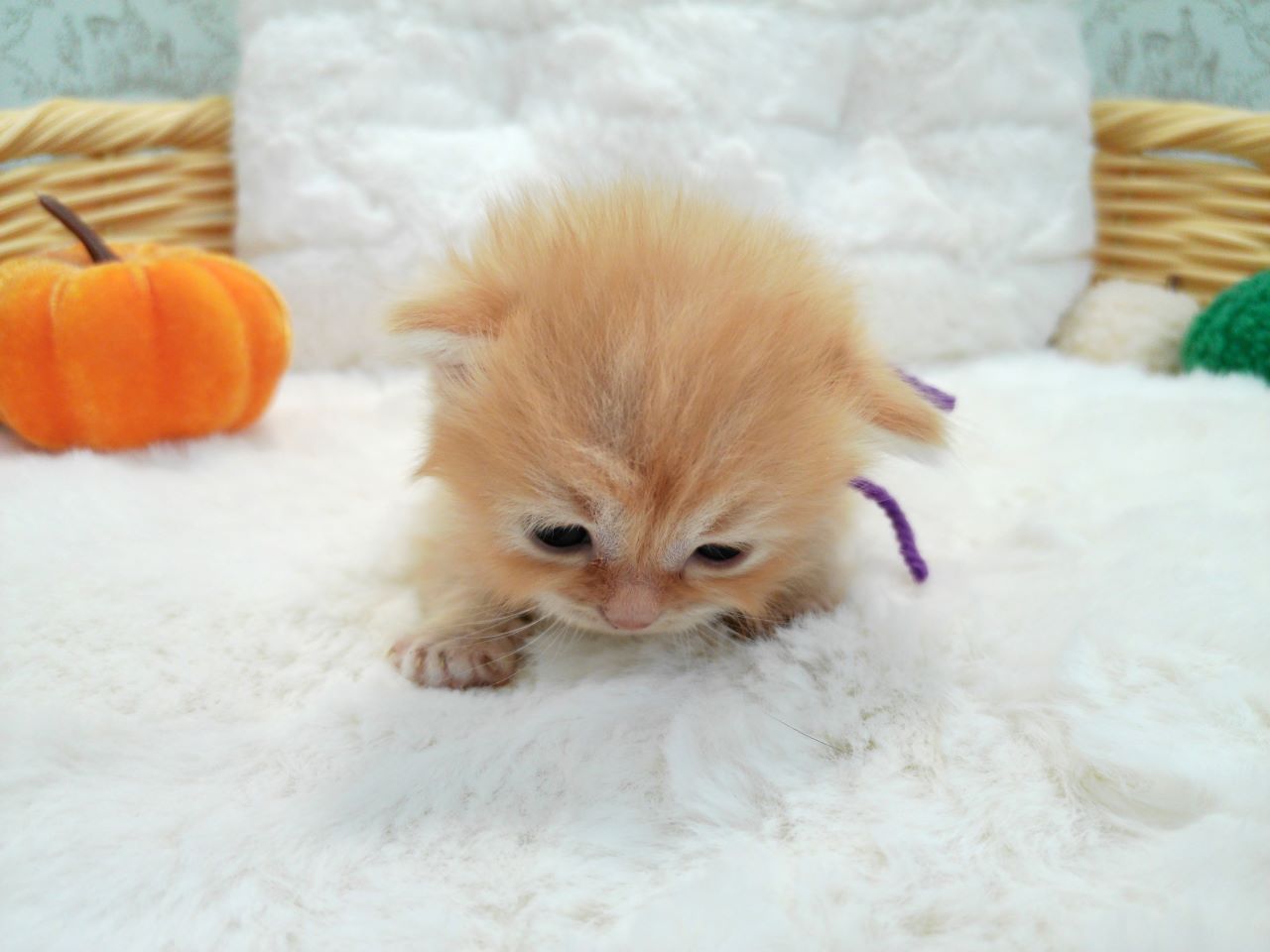 赤ちゃん写真1-1