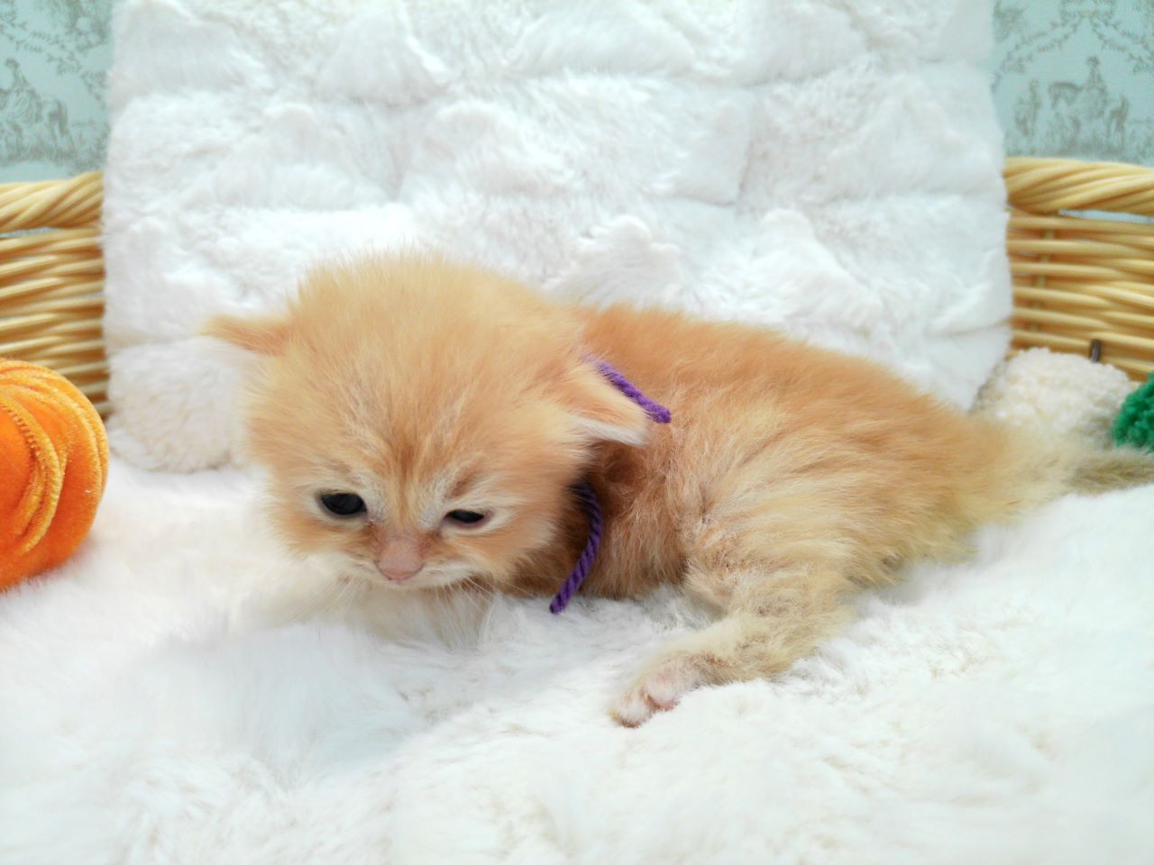 赤ちゃん写真1-2