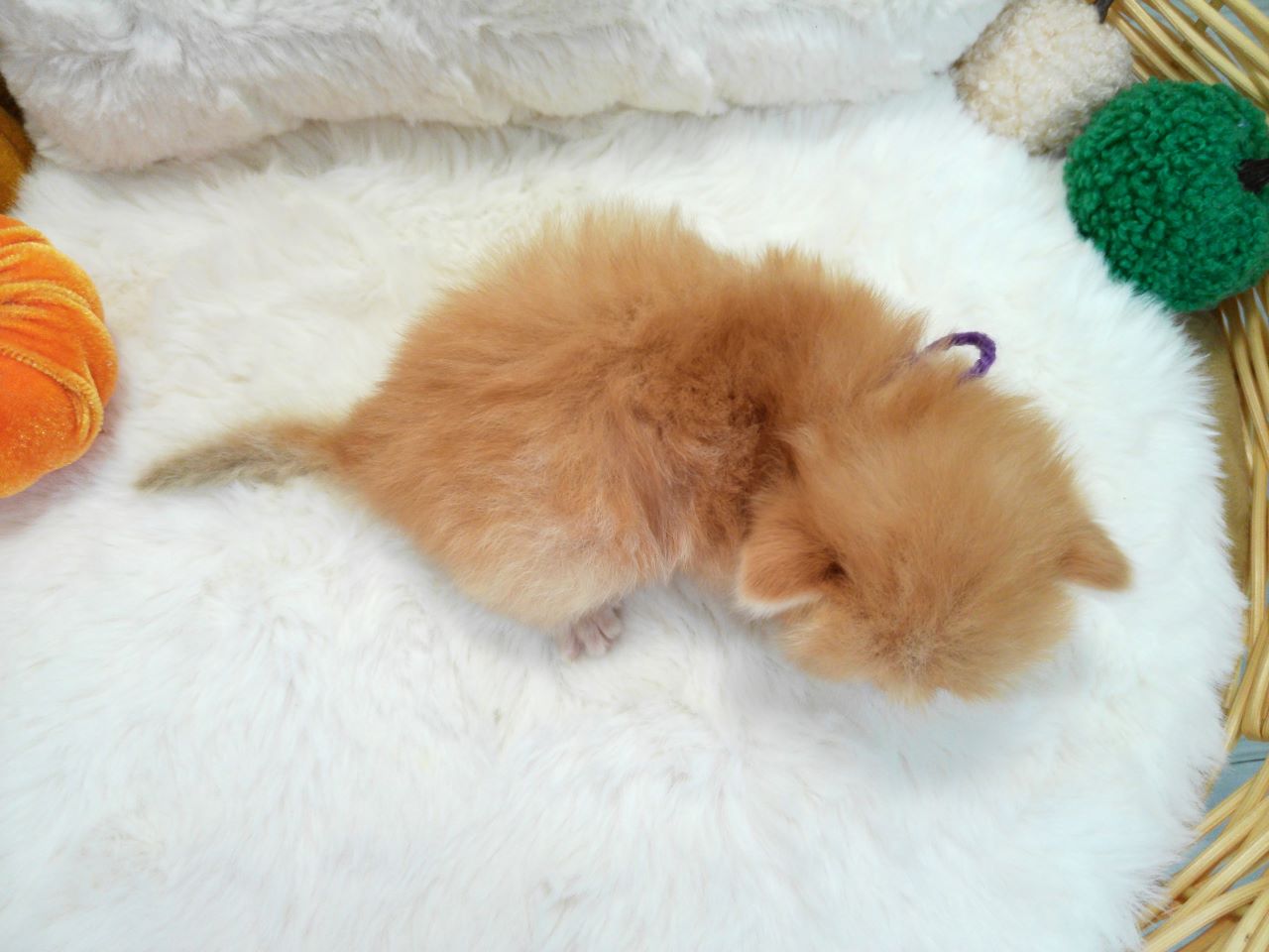 赤ちゃん写真1-3