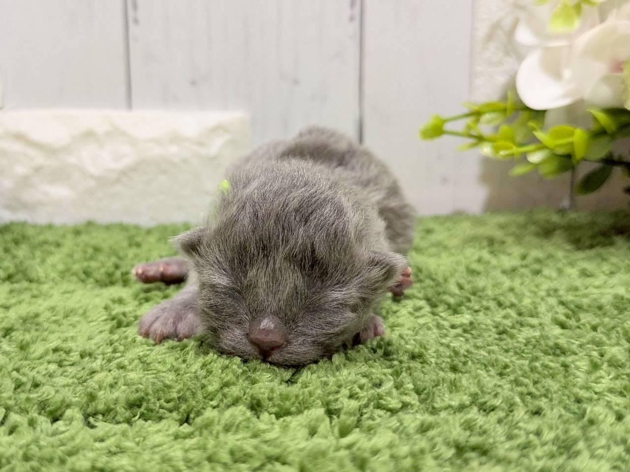 赤ちゃん写真1-1