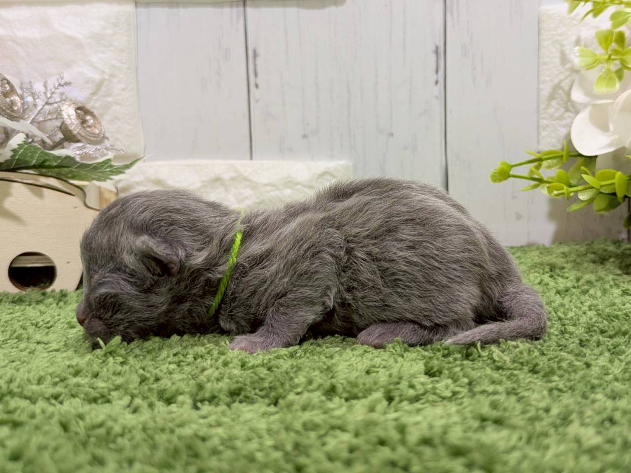 赤ちゃん写真1-2
